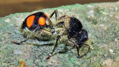 Traumatomutilla inermis