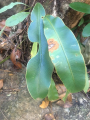 Elaphoglossum vieillardii