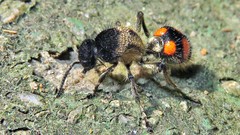 Traumatomutilla inermis