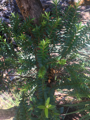 Metrosideros operculata (Metrosideros operculata)