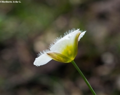 Calochortus ownbeyi