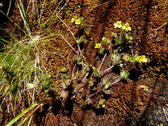 Euphrasia cockayneana