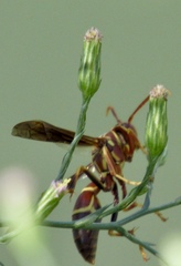 Polistes arizonensis