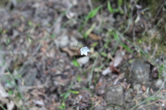 Wahlenbergia rupestris
