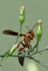 Polistes arizonensis