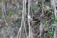 Wahlenbergia rupestris