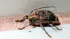 Trypanidius dimidiatus