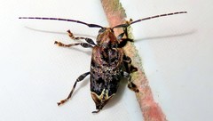 Trypanidius dimidiatus