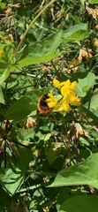 Bombus dahlbomii