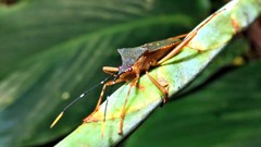 Leptoscelis elongator