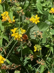 Bombus dahlbomii