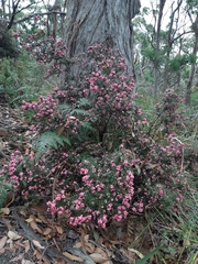 Leptecophylla
