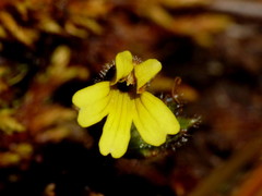 Euphrasia cockayneana