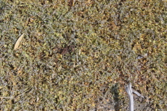 Chenopodium triandrum