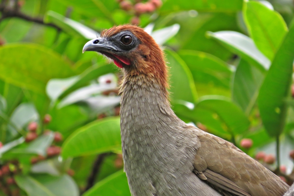 Variable Chachalaca photo