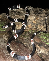 Rhinobothryum lentiginosum