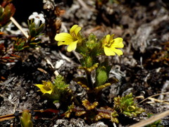 Euphrasia cockayneana