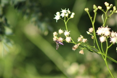 Coelioxys