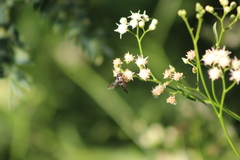 Coelioxys