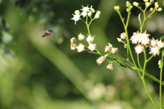 Coelioxys