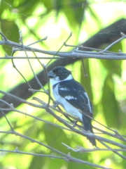 Sporophila americana
