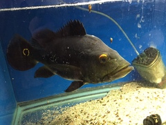 Cichla