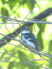 Sporophila americana