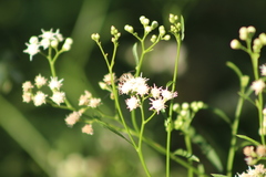 Coelioxys