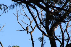 Myiodynastes maculatus