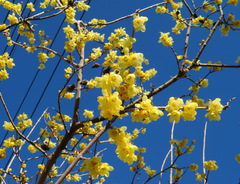 Chimonanthus praecox