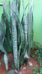 Sansevieria trifasciata