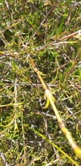 Coprosma elatirioides
