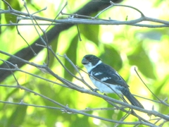 Sporophila americana