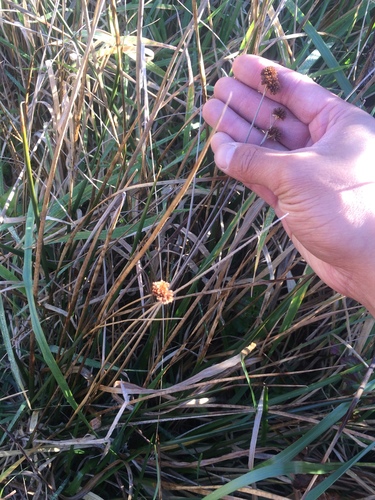 Image of Juncus bolanderi by no rights reserved