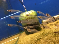 Kryptopterus vitreolus