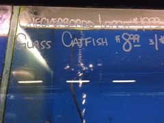 Kryptopterus vitreolus