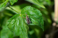 Cosmoclopius nigroannulatus