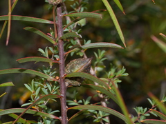 Hakea repullulans