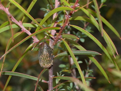 Hakea repullulans