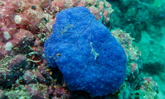 Eudistoma