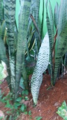 Sansevieria trifasciata