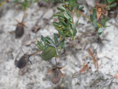 Gompholobium ecostatum
