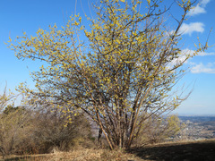 Chimonanthus praecox