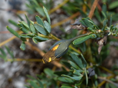 Gompholobium ecostatum