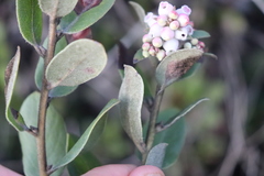 Arctostaphylos tomentosa