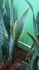 Sansevieria trifasciata