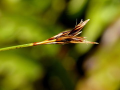 Schoenus pauciflorus
