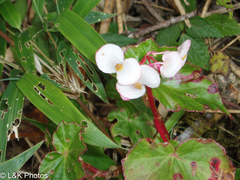 Begonia bracteosa