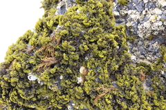 Psilophycus alveatus