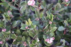 Arctostaphylos tomentosa